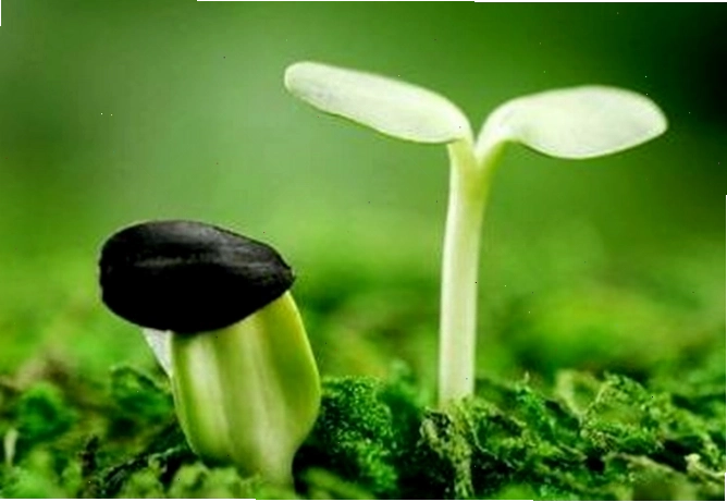 Phân biệt tục ngữ, thành ngữ và châm ngôn tiếng Anh
