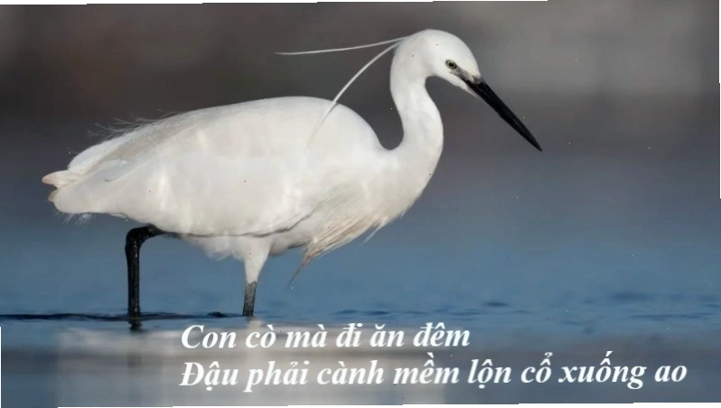 Phân tích chi tiết ý nghĩa bài ca dao Con cò mà đi ăn đêm