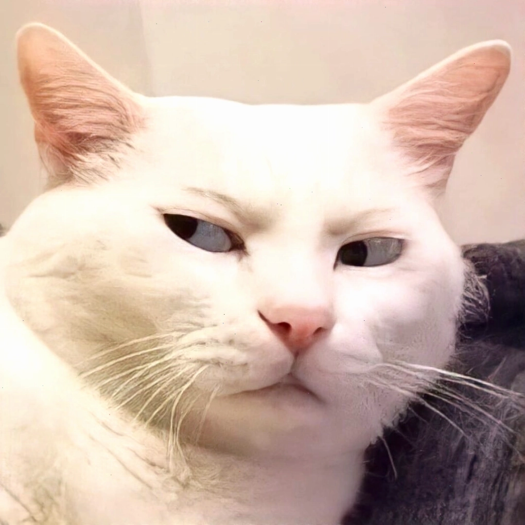 Sự gắn kết trong meme mèo ôm nhau
