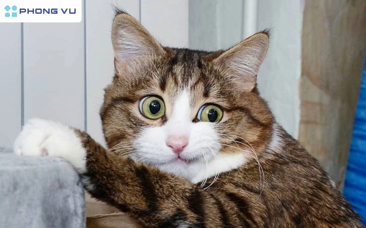Thế Giới Meme Mèo Hài Hước Khám Phá Sự Đáng Yêu và Triết Lý Sâu Sắc