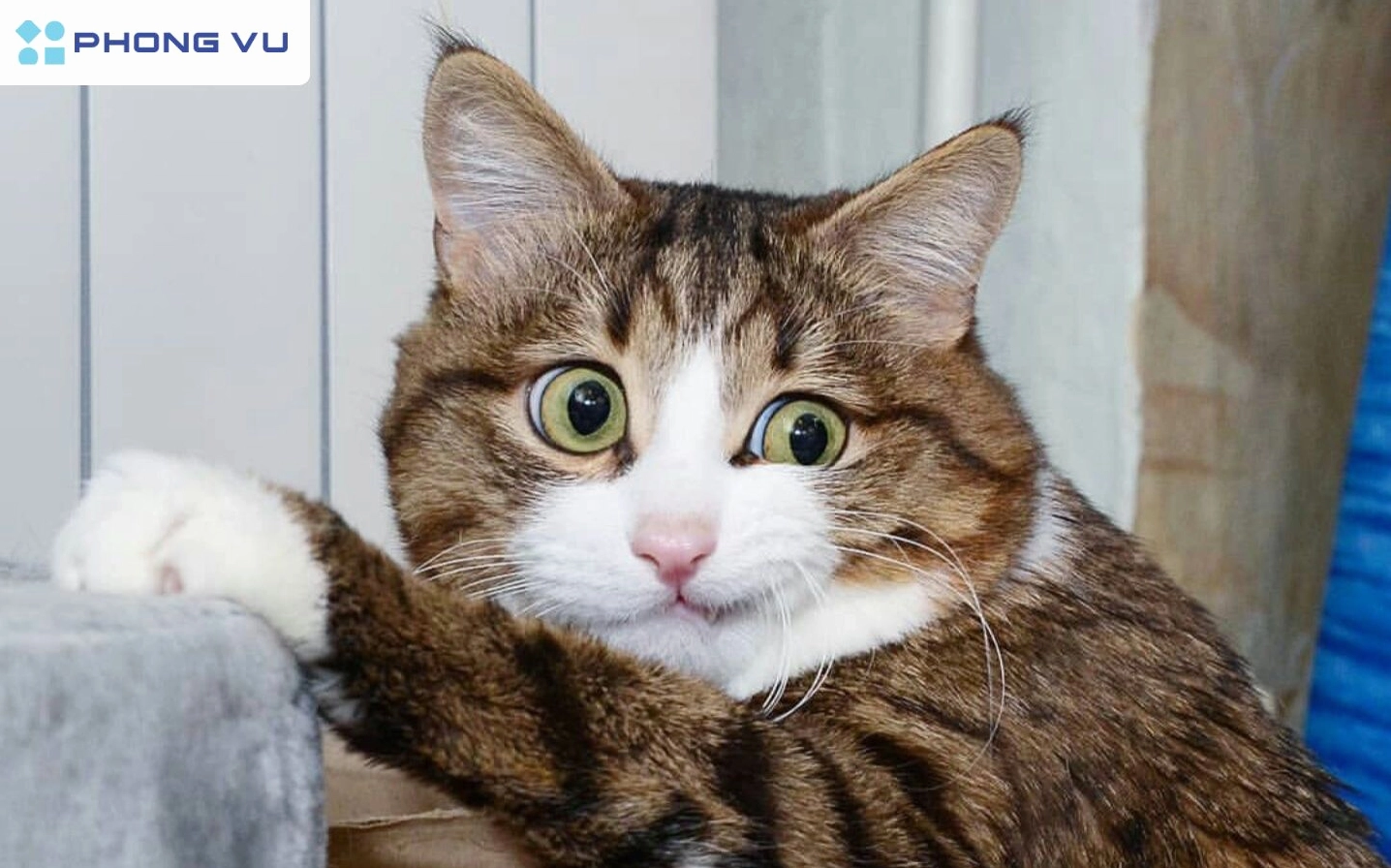 Thư viện avatar meme mèo độc đáo, hài hước và vô tri