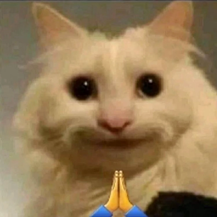Tổng hợp 1001+ meme mèo cute khiến bạn cười thả ga năm 2026