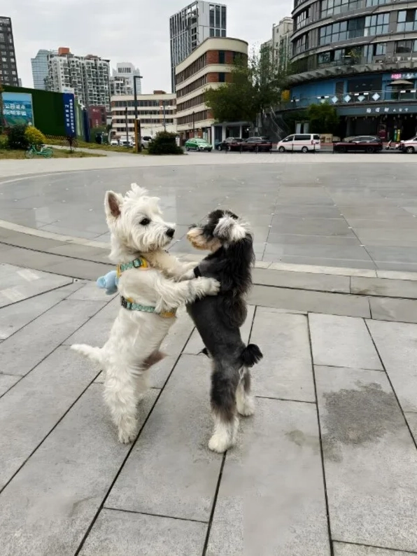 Tổng hợp 101+ ảnh meme ôm siêu cute, dễ thương