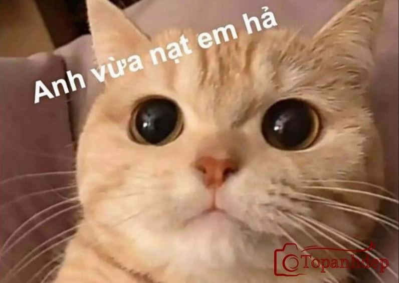 Tổng hợp ảnh chế meme hài hước và bựa nhất 2026
