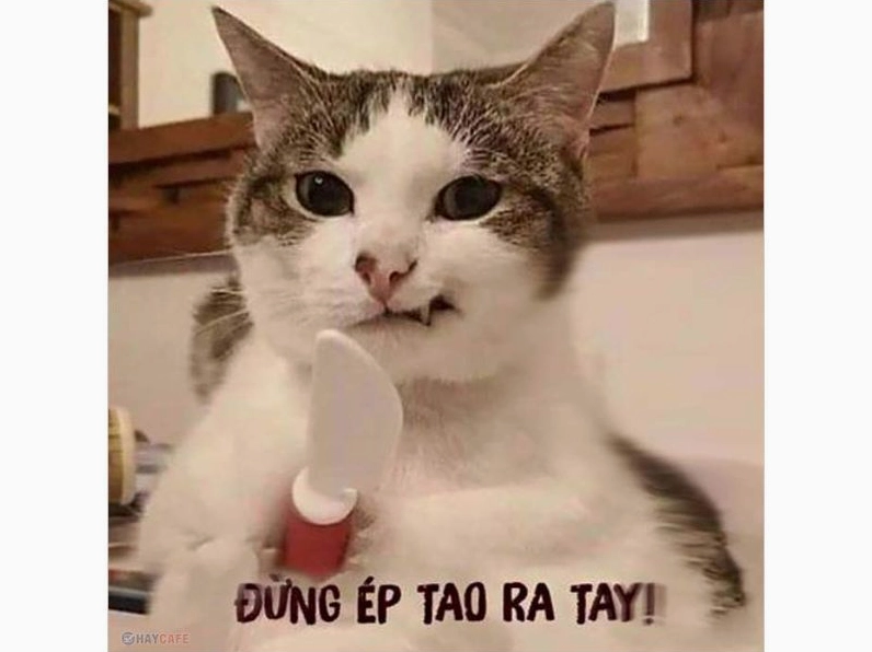 Tổng hợp ảnh meme người hài hước và thú vị nhất