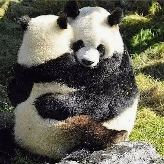 Tổng hợp meme mèo ôm nhau cực đáng yêu và hài hước