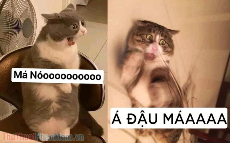 Top 145+ ảnh meme chửi độc lạ giải tỏa căng thẳng hiệu quả