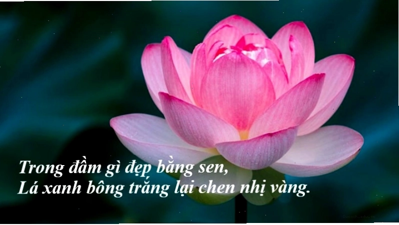 Vẻ đẹp thanh cao và tinh khiết của hoa sen trong đầm