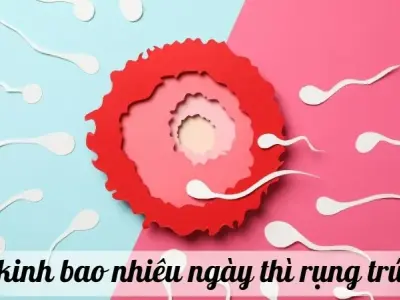 Hết kinh bao nhiêu ngày thì rụng trứng? Cách xác định chu kỳ 