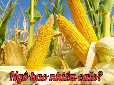 Ngô bao nhiêu calo? Hướng dẫn tính toán calo trong các loại ngô