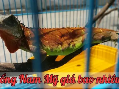 Rồng Nam Mỹ giá bao nhiêu? Cập nhật mới nhất thị trường hiện nay