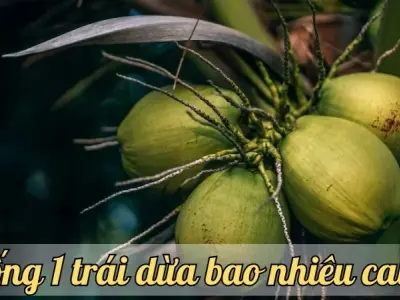 Uống 1 trái dừa bao nhiêu calo? khám phá số calo trong nước dừa