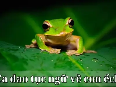 Top những câu ca dao tục ngữ về con ếch hay và độc đáo