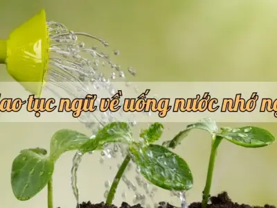 Top những câu ca dao tục ngữ về uống nước nhớ nguồn đầy ý nghĩa