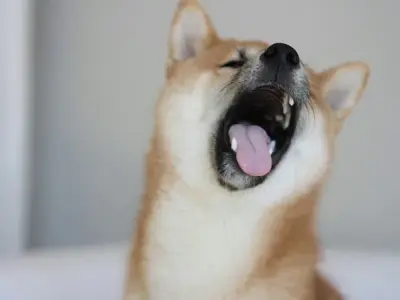 Cheems meme hình ảnh ngộ nghĩnh khiến bạn cười không ngừng