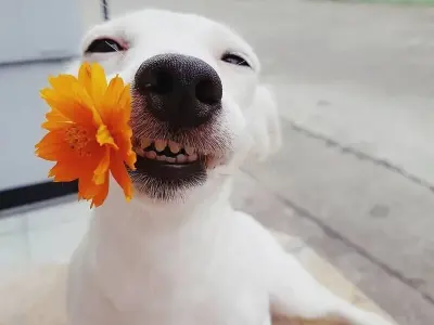 Top meme dog hài hước nhất khiến bạn cười không nhặt được mồm