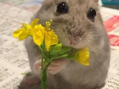 Tuyển tập hamster meme siêu đáng yêu, xem ngay để thư giãn