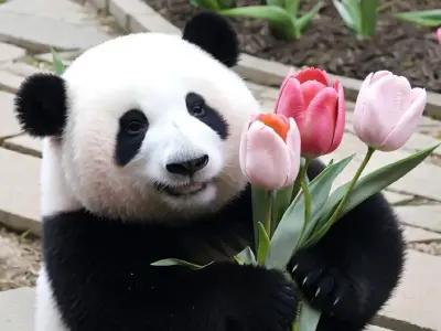 Meme gấu trúc cực ngộ nghĩnh mà bạn không thể bỏ qua