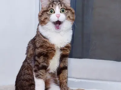 Đừng bỏ lỡ những meme bất ngờ làm bạn ngỡ ngàng