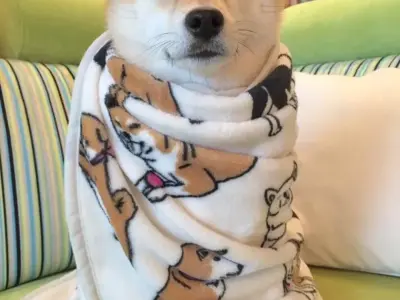 Top meme chó đáng yêu đưa tiếng cười đến mọi nhà