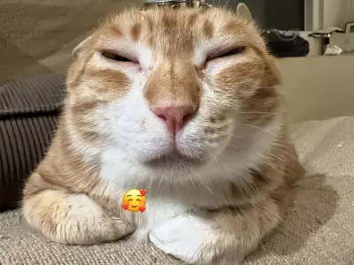 Điểm danh những meme mèo huyền thoại mà ai cũng biết