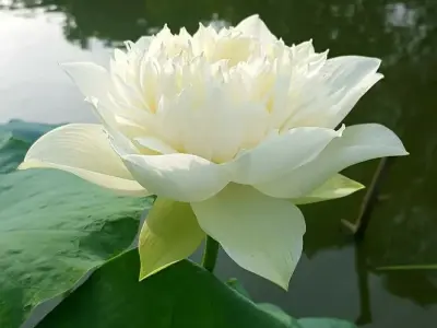 Tổng hợp ảnh hoa đẹp, chất lượng cao, tải miễn phí