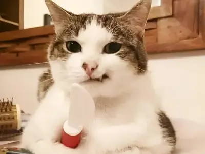 Tổng hợp meme hài hước đẹp mới nhất, đảm bảo cười lăn lộn
