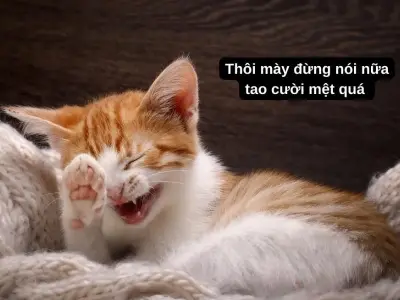 Bộ meme mèo chế hài hước khiến bạn cười sảng khoái