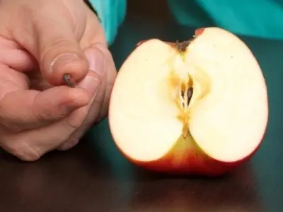 Ăn bao nhiêu hạt táo thì ngộ độc và triệu chứng thường gặp