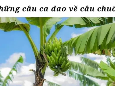 Những câu ca dao về cây chuối gắn bó với làng quê Việt