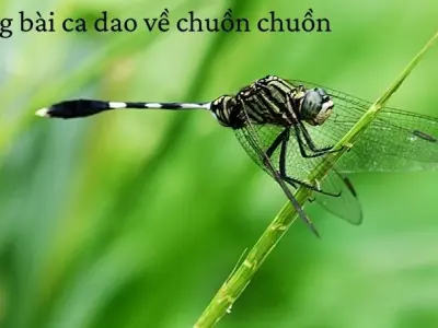 Sưu tầm những câu ca dao về chuồn chuồn giàu ý nghĩa văn hóa