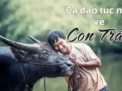 Khám phá kho tàng ca dao về con trâu trong văn hóa Việt