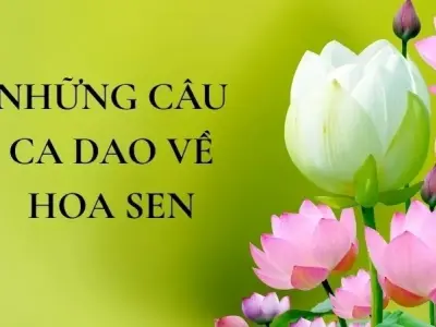Khám phá những câu ca dao về hoa sen đầy ý nghĩa sâu sắc
