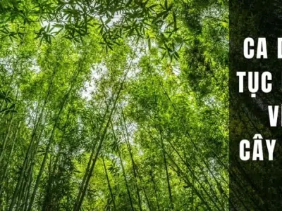 Những câu ca dao về cây tre thể hiện tinh thần dân tộc