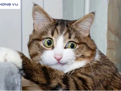 Ảnh Avatar Mèo Vô Tri Meme: Biểu Tượng Bá Đạo Cho Giới Trẻ 2026