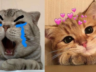 Cười Sảng Khoái Với Meme Mèo Bựa Hài Hước Nhất 2026