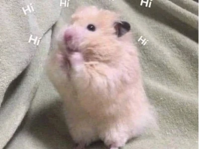 Hamster Meme Biểu Cảm Lầy Lội Đốn Tim Cộng Đồng Mạng 2026