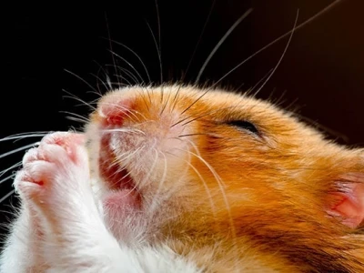 Khám phá 370+ Ảnh Hamster Meme Siêu Lầy Lội và Đáng Yêu Nhất 2026