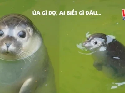 Khám phá nguồn gốc và ý nghĩa meme "Ủa gì dợ" của Trần My