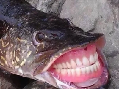 Khám phá thế giới meme con cá độc đáo và hài hước