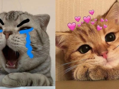 Mê mẩn với ảnh meme mèo cười siêu hài hước, biểu cảm độc đáo