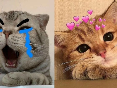 Meme Mèo Nhếch Mép Những Hình Ảnh Độc Đáo Nhất Năm 2026