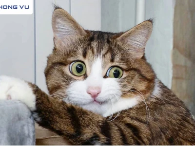 Thế Giới Meme Mèo Hài Hước Khám Phá Sự Đáng Yêu và Triết Lý Sâu Sắc