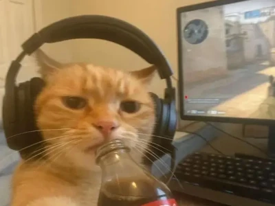 Tổng hợp 1001+ ảnh meme mèo cute hài hước và đáng yêu nhất 2026