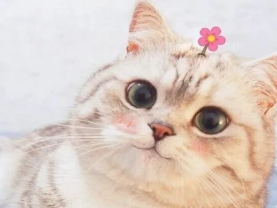 Tổng hợp 1001 ảnh meme mèo hài hước, bựa và đáng yêu