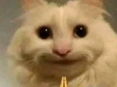 Tổng hợp 1001+ meme mèo cute khiến bạn cười thả ga năm 2026
