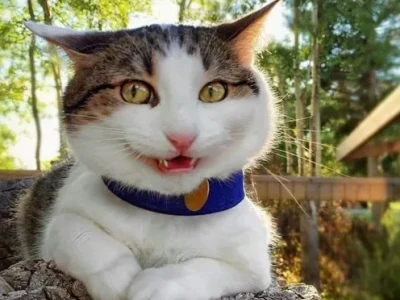 Tổng hợp 55 Meme Cười Hihi đáng yêu mô tả niềm vui nhỏ