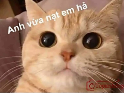 Tổng hợp ảnh chế meme hài hước và bựa nhất 2026