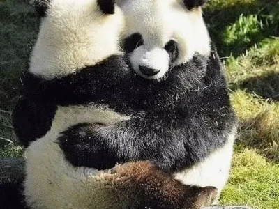 Tổng hợp meme mèo ôm nhau cực đáng yêu và hài hước