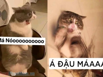 Top 145+ ảnh meme chửi độc lạ giải tỏa căng thẳng hiệu quả